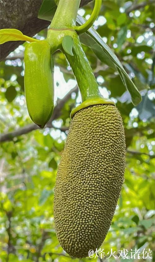 菠萝蜜免费视频